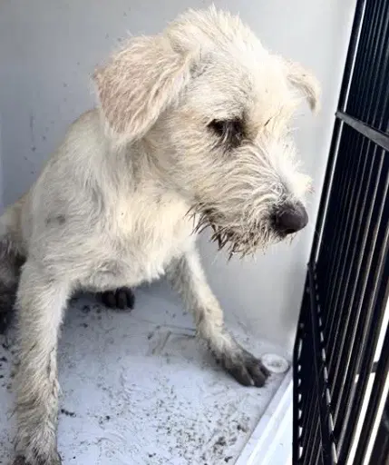 Unknown - Parson Russell Terrier
