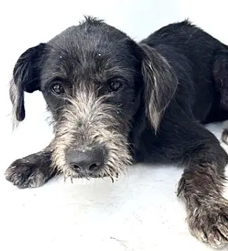 Unknown - German Wirehaired Pointer