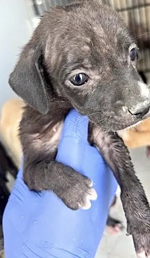 Unknown - Labrador Retriever