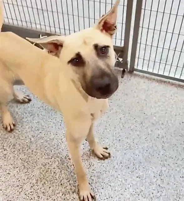 Unknown - Black Mouth Cur