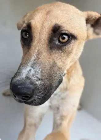 Unknown - Black Mouth Cur