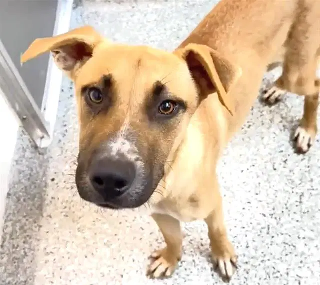 Unknown - Black Mouth Cur
