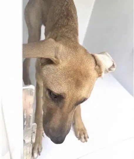 Unknown - Black Mouth Cur