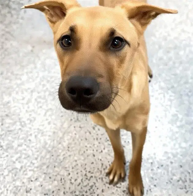 Unknown - Black Mouth Cur