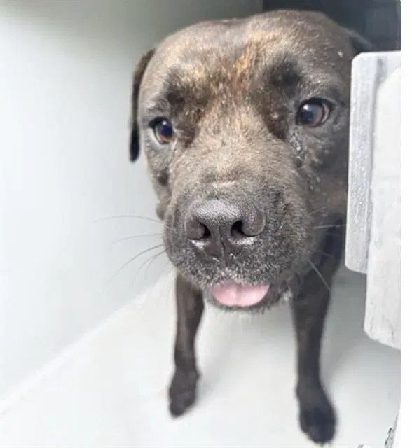 Chata - Pit Bull Terrier