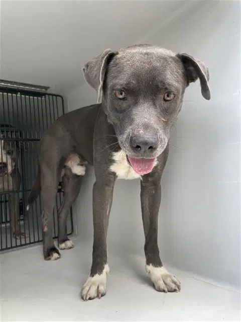 Apollo - Pit Bull Terrier