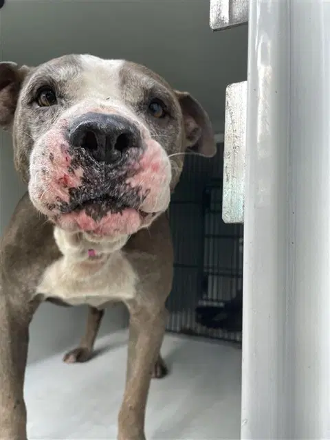 Zeus - Pit Bull Terrier