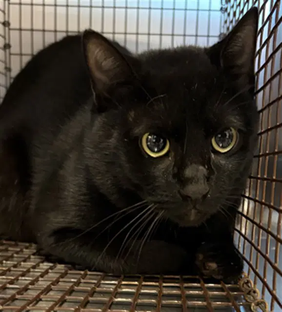 Kit Kat - Domestic Short Hair