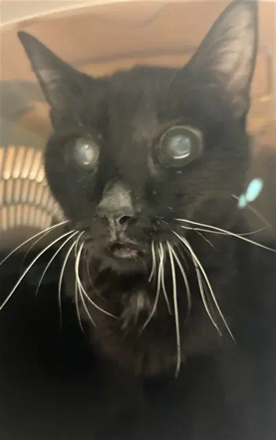 Jetta - Domestic Medium Hair