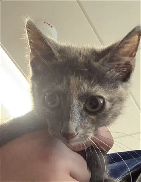 Minnie - Domestic Short Hair
