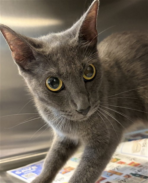 picture of the cat needing adoption