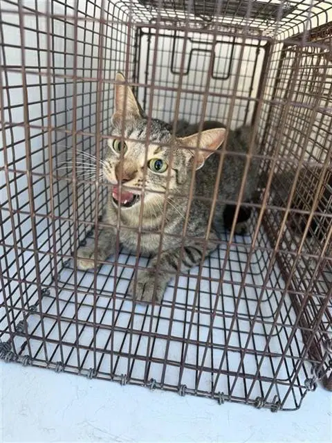 Unknown - Domestic Short Hair