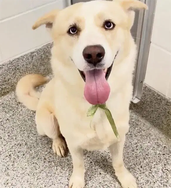 Unknown - Labrador Retriever
