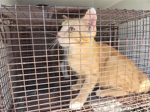 Unknown - Domestic Short Hair