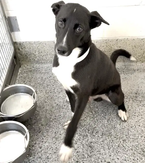 Wesley - Husky