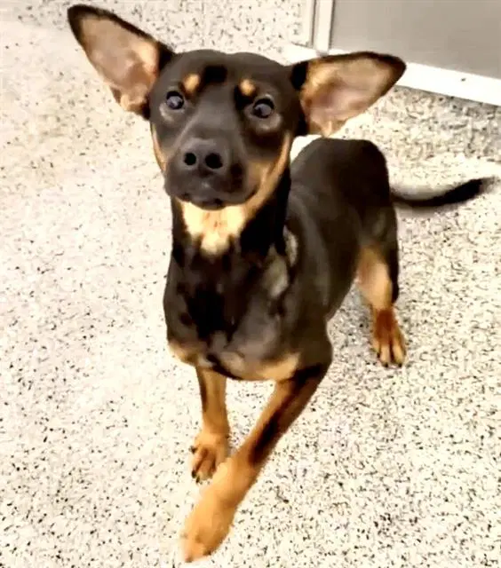 Unknown - German Shepherd Dog