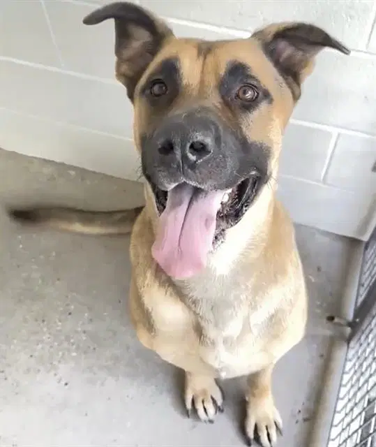 Gunner - German Shepherd Dog