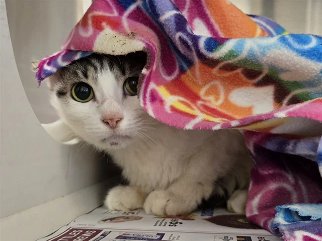 Kitty Pop