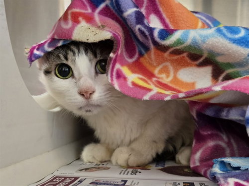 KITTY POP, a cat for adoption from Harris County Pets