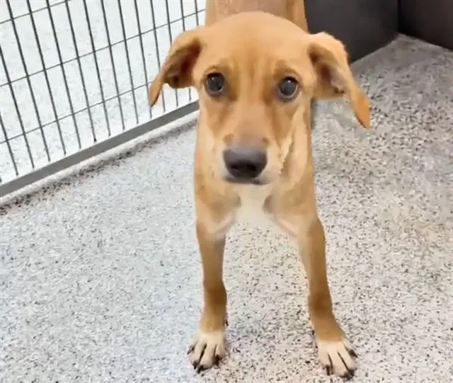Unknown - Labrador Retriever