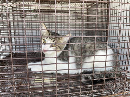 DIPPER, a cat for adoption from Harris County Pets
