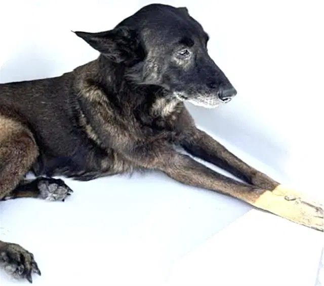 Luna - German Shepherd Dog