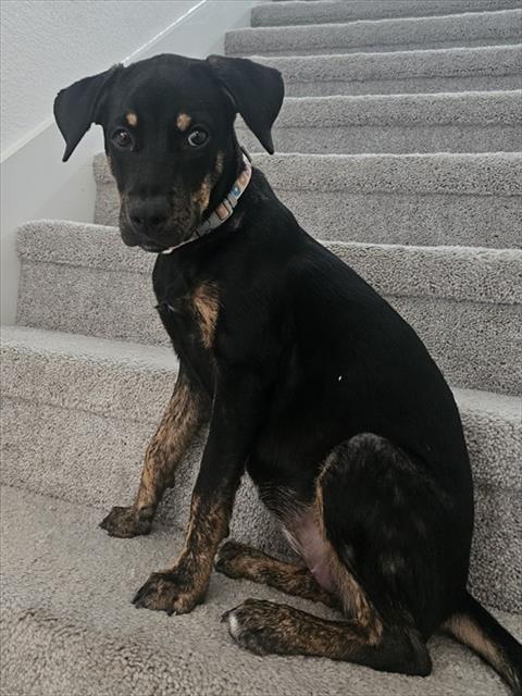 Daphne