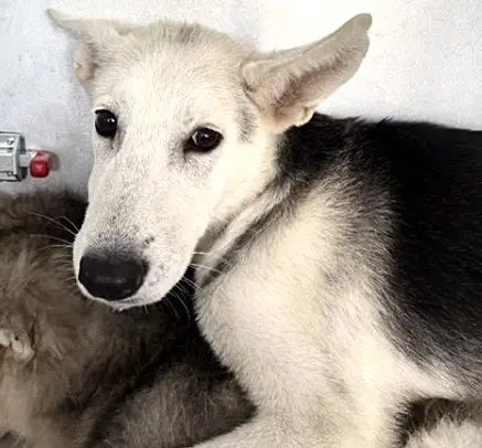 Unknown - Siberian Husky