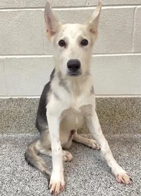 Unknown - Siberian Husky