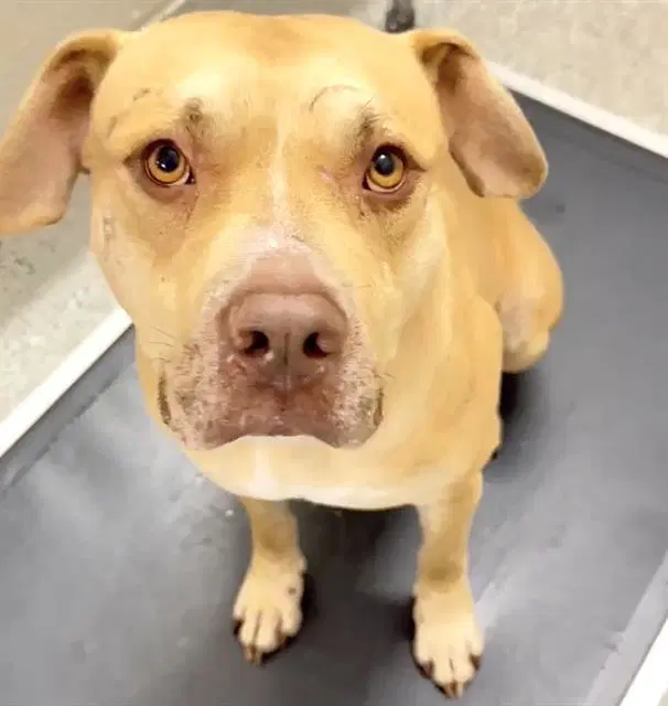 Hickory - Pit Bull Terrier
