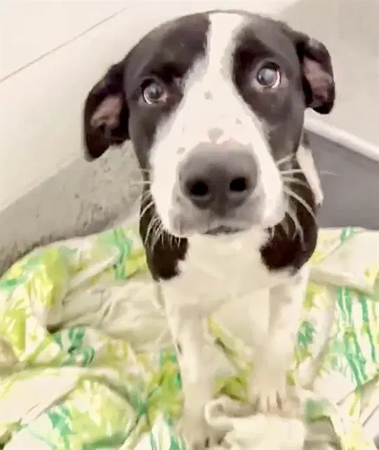 Unknown - Labrador Retriever