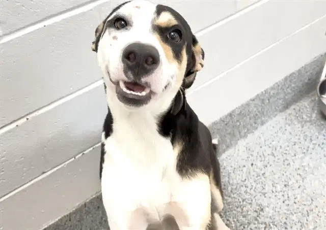 Unknown - Labrador Retriever