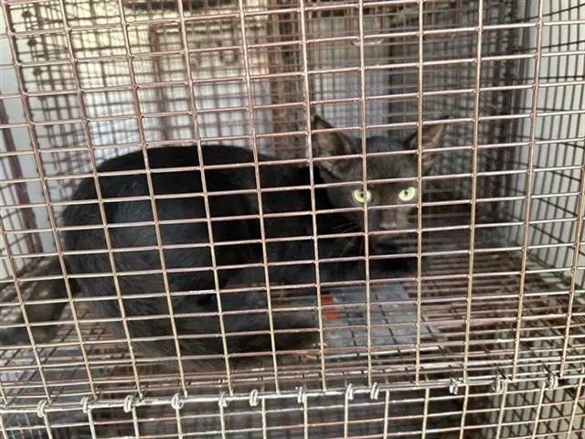 Unknown - Domestic Short Hair