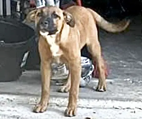Unknown - German Shepherd Dog