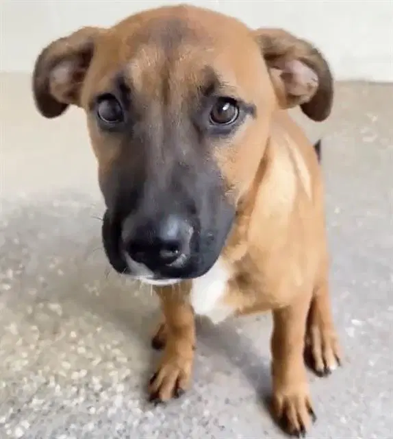 Unknown - German Shepherd Dog