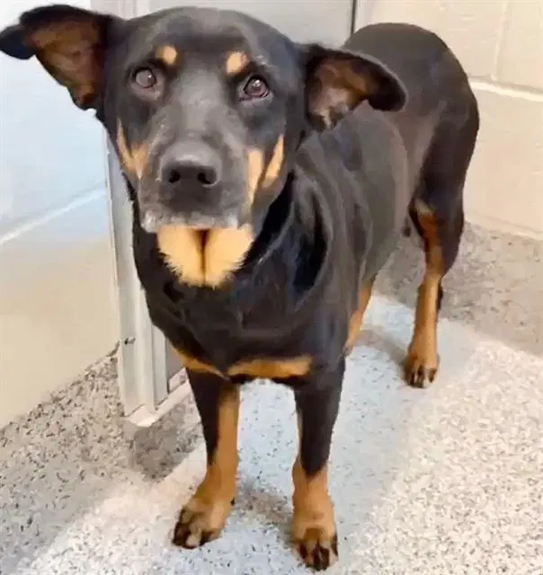 Unknown - Rottweiler