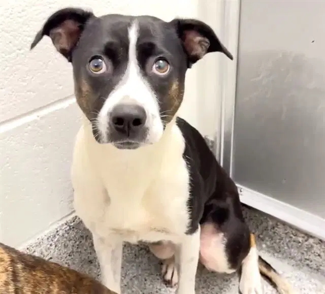 Ciara - American Pit Bull Terrier