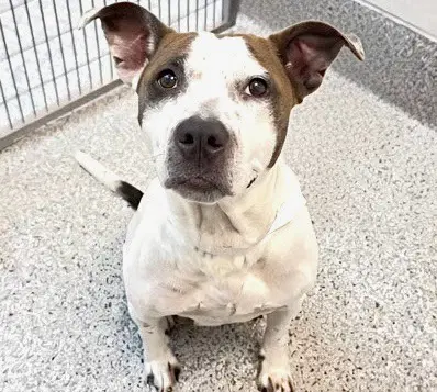 Pecan - Pit Bull Terrier