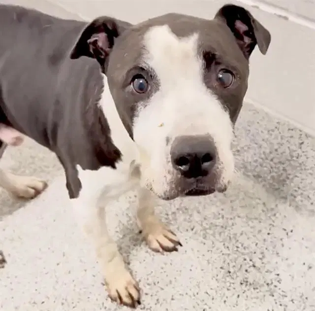 Unknown - Pit Bull Terrier
