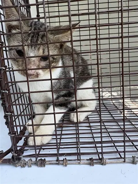 Unknown - Domestic Short Hair