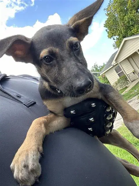 Unknown - German Shepherd Dog