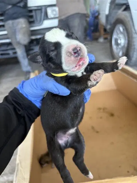 Unknown - Labrador Retriever