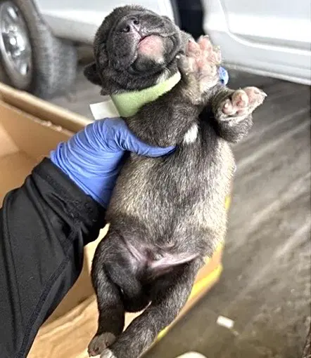 Unknown - Labrador Retriever