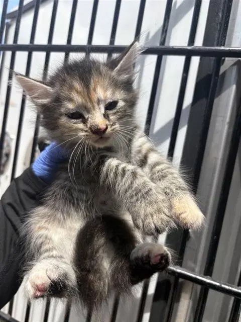Unknown - Domestic Medium Hair