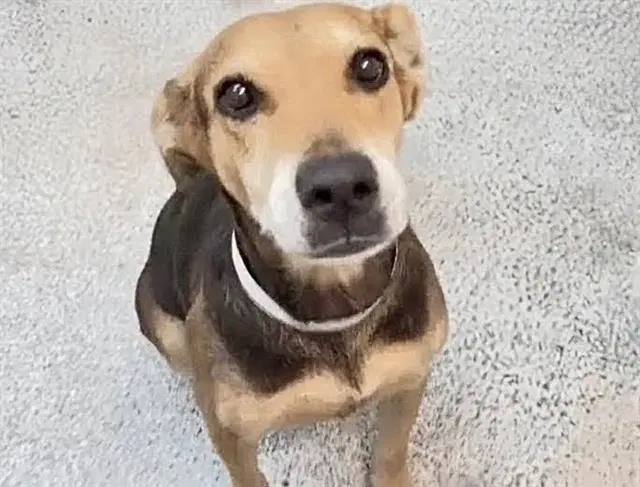Unknown - Labrador Retriever