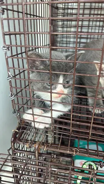 Unknown - Domestic Short Hair