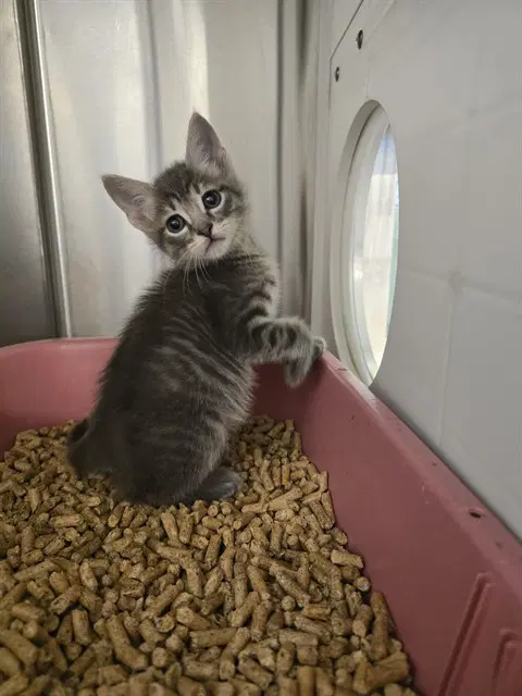 Unknown - Domestic Short Hair