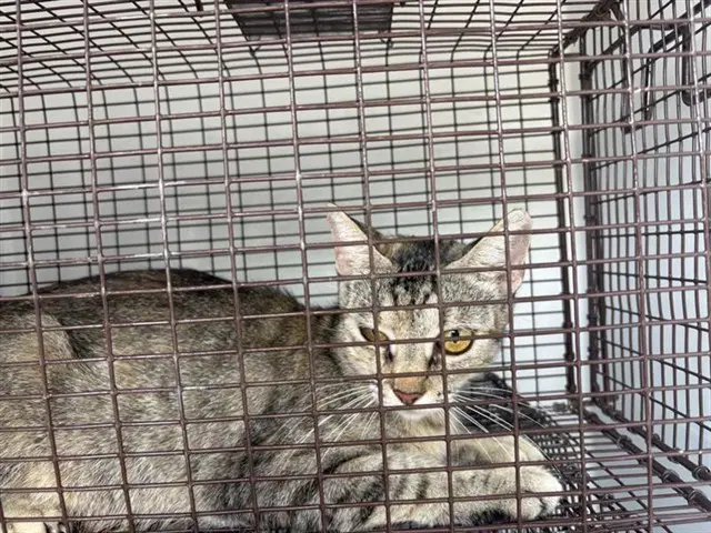 Tigresa - Domestic Short Hair