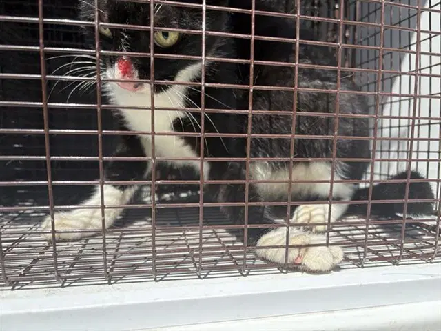 Unknown - Domestic Short Hair