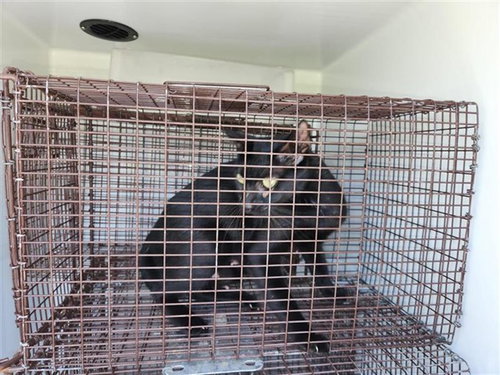PEPPER, a cat for adoption from Harris County Pets